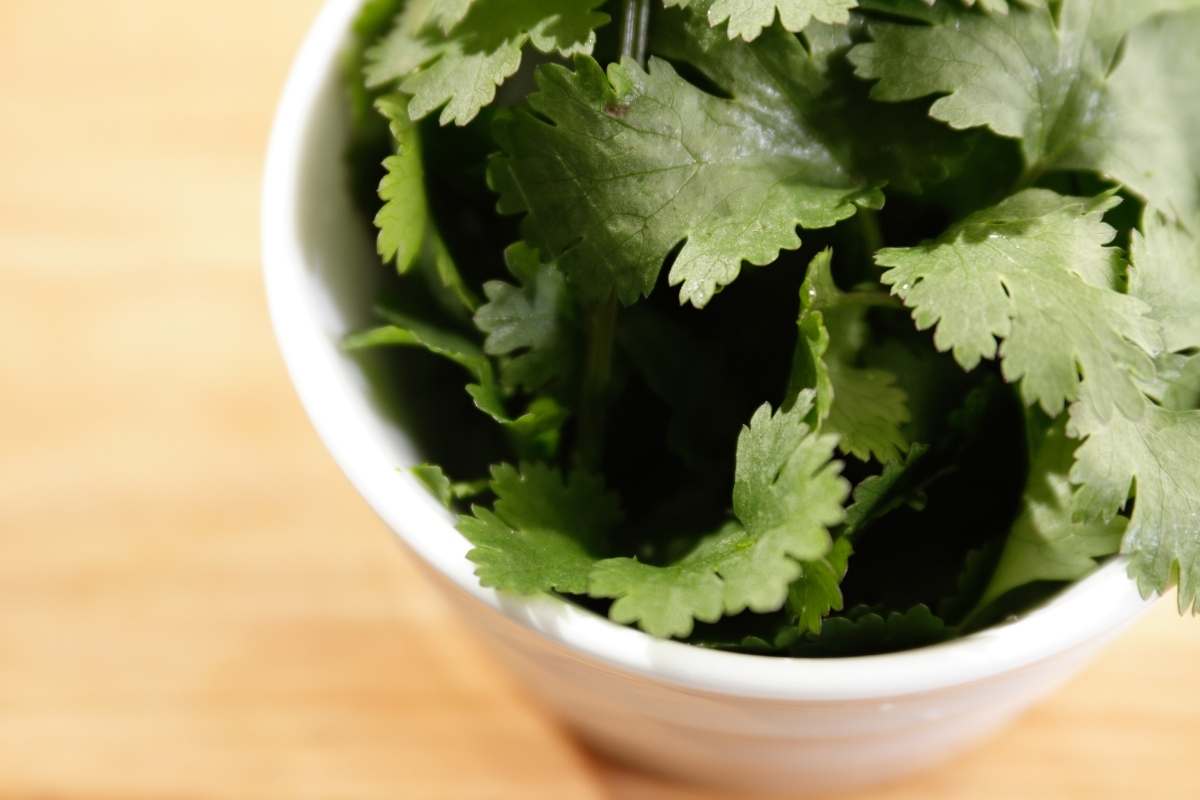 Cilantro Gardening New Grower’s Troubleshooting Tips Thriving Yard