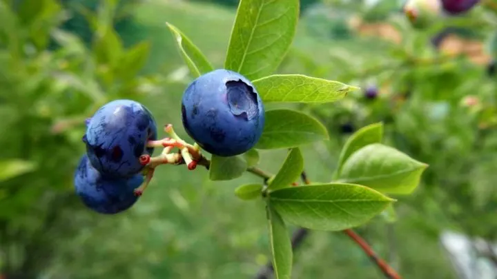 Common Blueberry Growing Questions and How To Solve Them