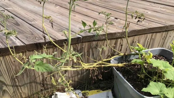 tomato plant trench planting.