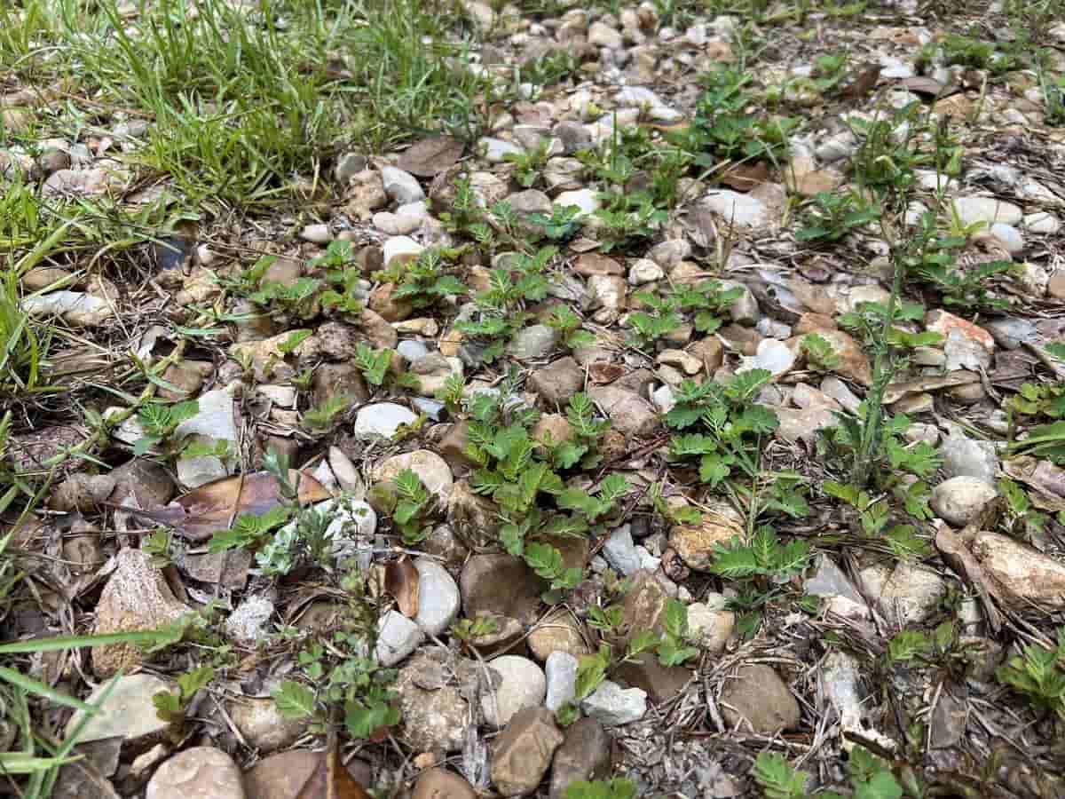 Do You Always Need Landscaping Fabric Under Rocks? Thriving Yard