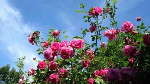 Why Do Your Shrubs Attract Flies? 5 Causes and Solutions – Thriving Yard