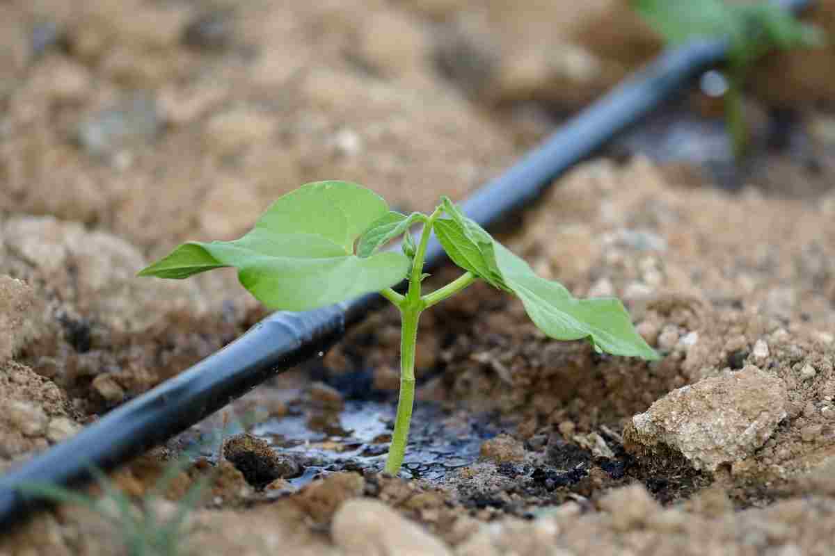 How Long Should You Drip Irrigate a Raised Garden Bed? Thriving Yard