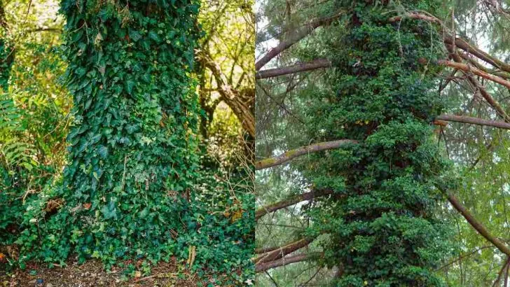 How Long Does English Ivy Take To Kill a Tree?
