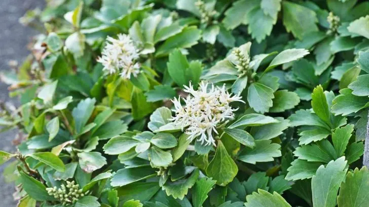 Will Pachysandra Choke Out Other Plants?