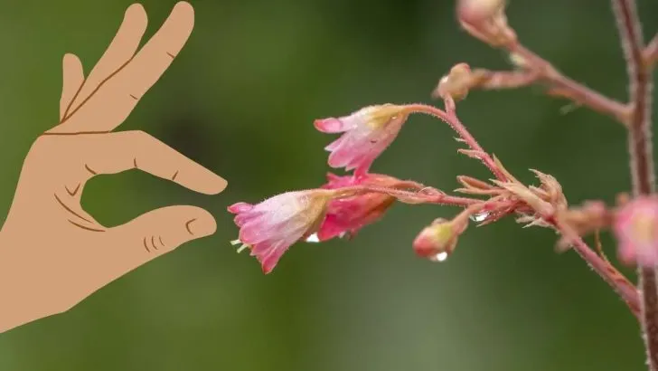 Why Are Your Coral Bells So Small? 4 Reasons