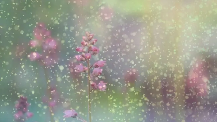 Coral Bells Cold Tolerance Explained