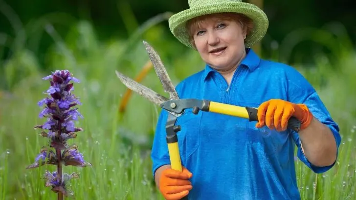 Should You Cut Back Ajuga in the Fall?