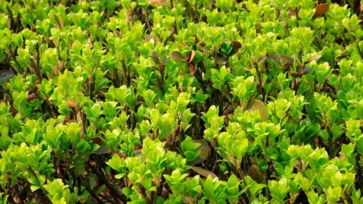 Are Korean Boxwoods the Same as Wintergreen Boxwoods?