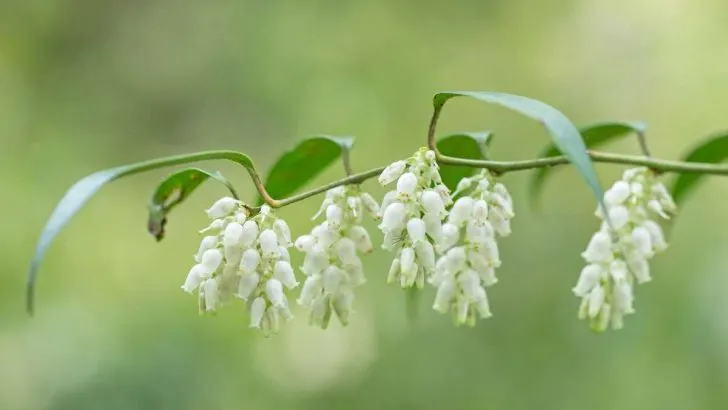 Steps for pruning a Highland Dog Hobble plant.