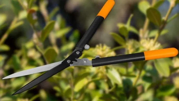 How To Prune Korean Boxwoods (Complete DIY Guide)