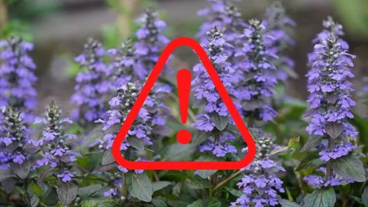 Will Ajuga Choke Out Other Plants? What You Should Know