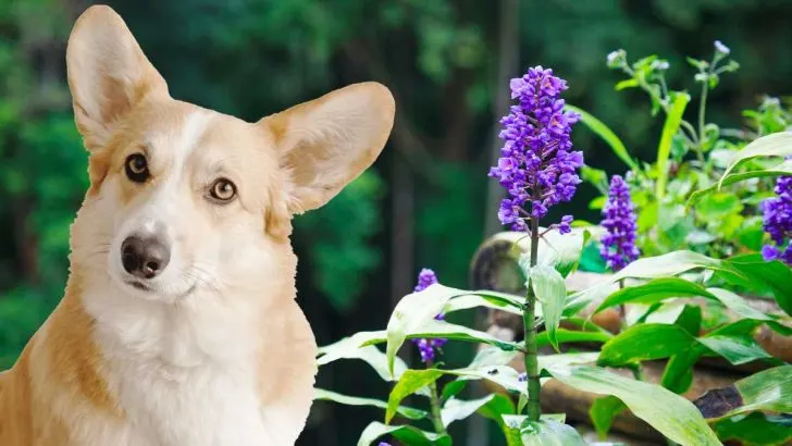 Is Lilyturf Poisonous to Dogs? What You Need To Know