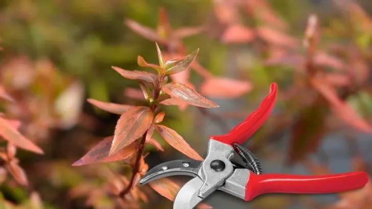 How Far Back Can You Cut Kaleidoscope Abelia?