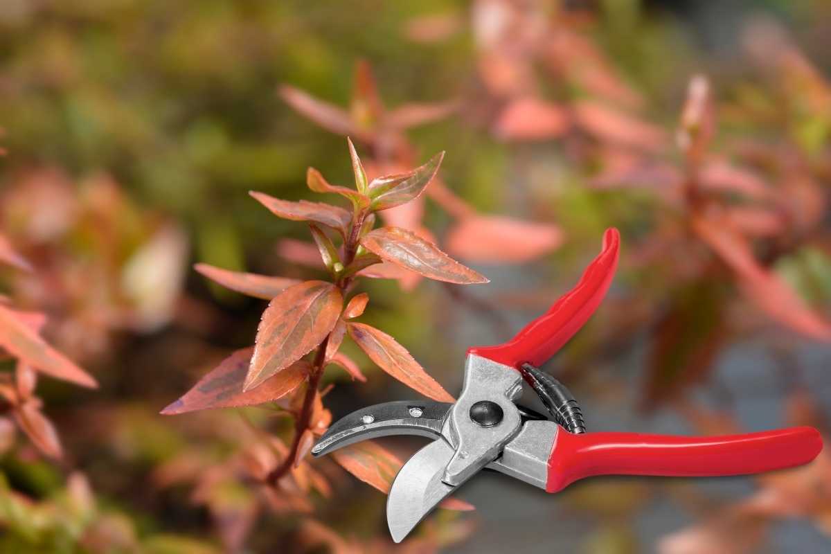 How Far Back Can You Cut Kaleidoscope Abelia? Thriving Yard
