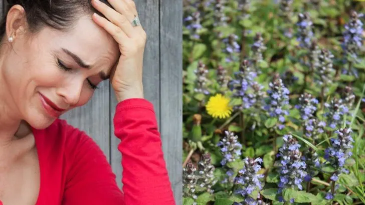 Why Is Your Carpet Bugleweed Dying? 3 Reasons