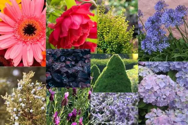 Companion Plants for Green Velvet Boxwoods