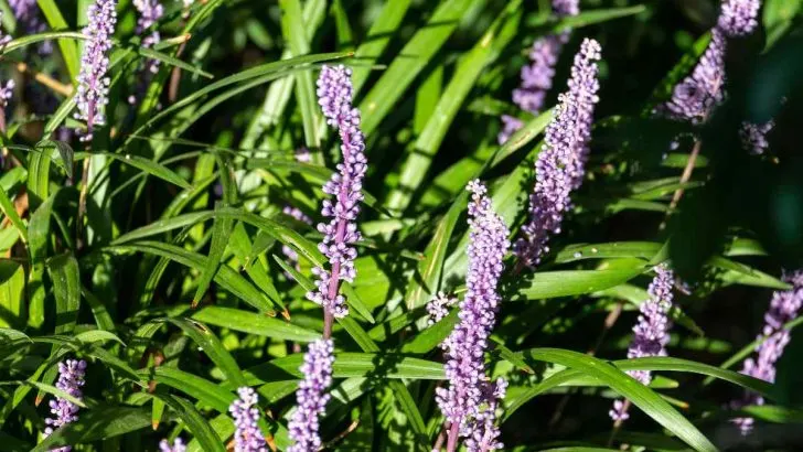 Should Variegated Lily Turf Be Cut Back?