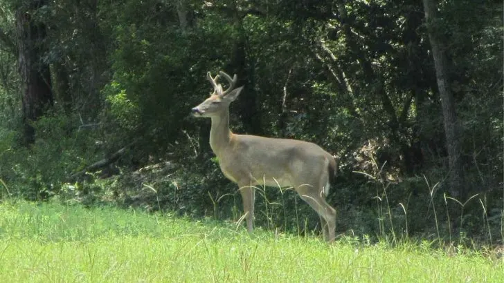 Are Green Velvet Boxwoods Deer Resistant?