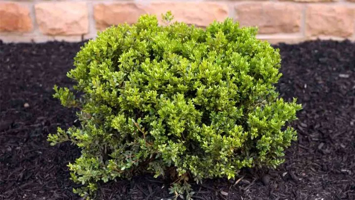 How Long Do Green Velvet Boxwoods Take To Grow?