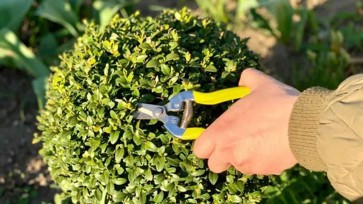 Can You Keep Green Velvet Boxwoods Small?