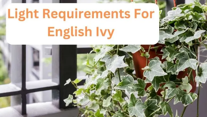 How Much Light Does English Ivy Need Per Day?