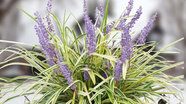 Does Lily Turf Stay Green All Winter?