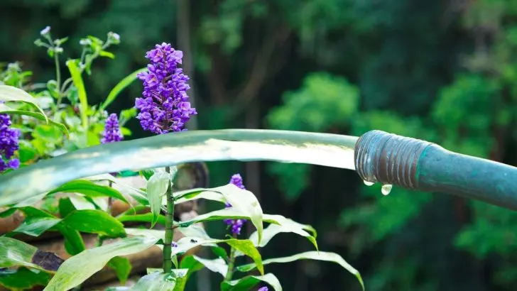 How Often Should You Water Lilyturf?