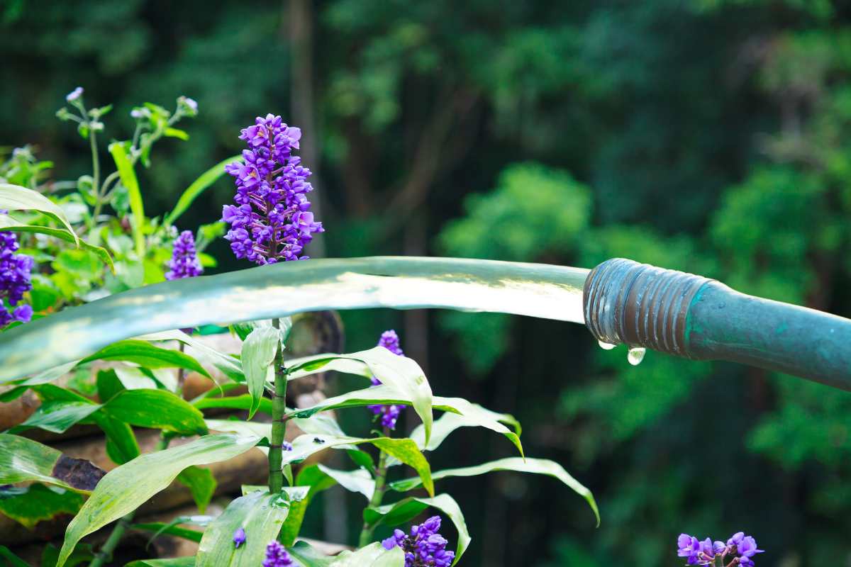 How Often Should You Water Lilyturf Thriving Yard how-often-should-you-water-lilyturf-thriving-yard