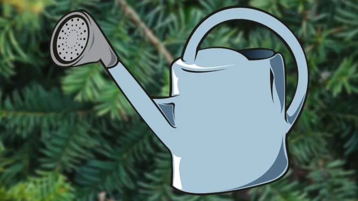 Can American Yews Be Overwatered?