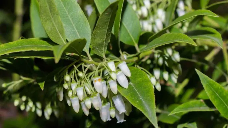 Is Florida Hobblebush an Evergreen Plant?