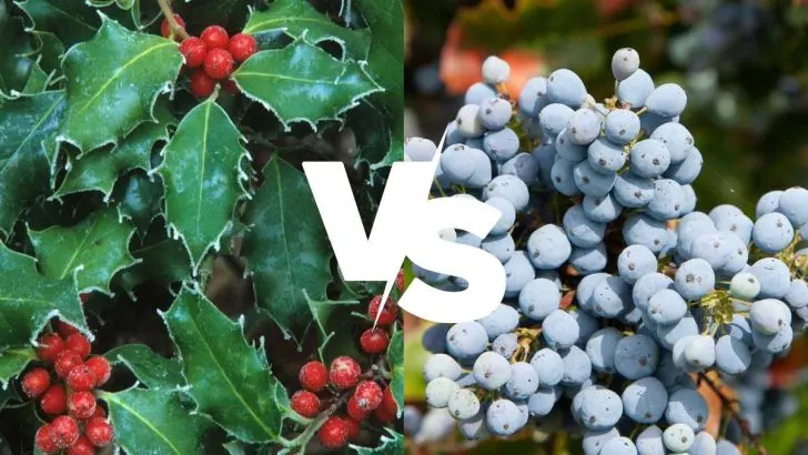 10 Differences Between Grape Holly and Holly