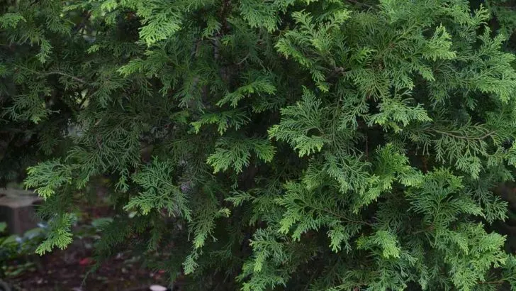 Can a Hinoki Cypress Grow in the Shade?