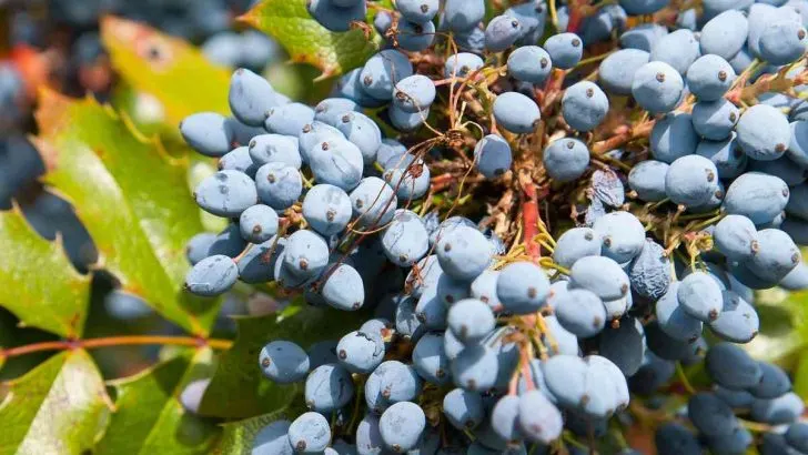 How To Cut Back Oregon Grape Holly: 8 Steps