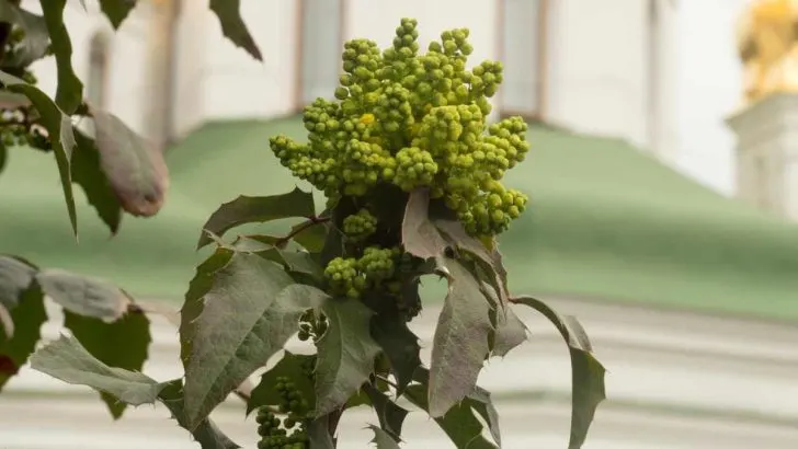 How To Propagate Oregon Grape Holly (Complete Guide)