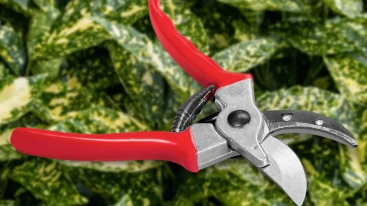 When Should You Take Spotted Laurel Cuttings?