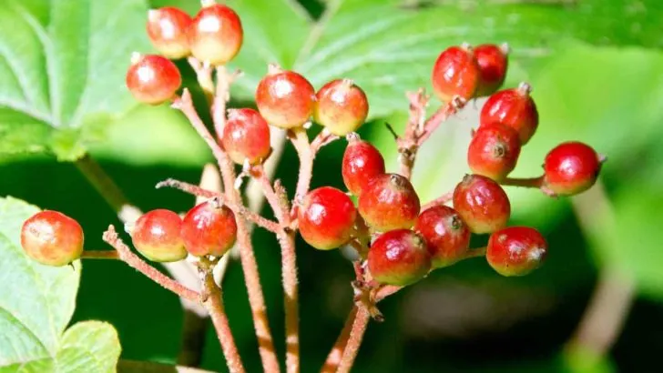 5 Most Common Uses for Hobblebush