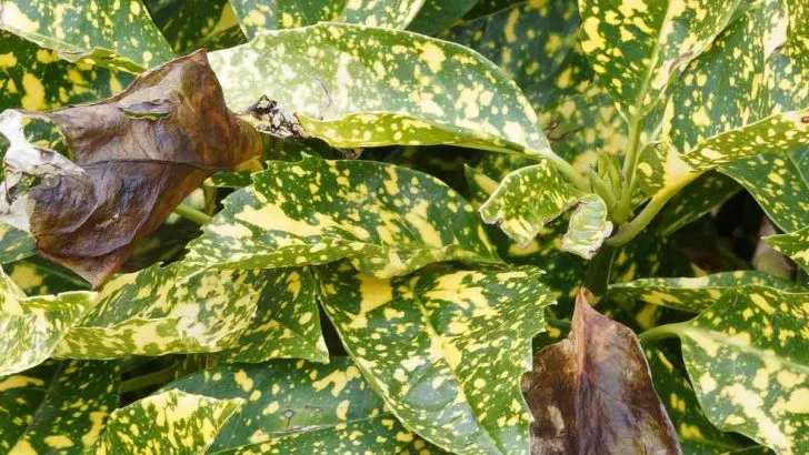 Black leaves on Aucuba japonica (Spotted Laurel) plant.