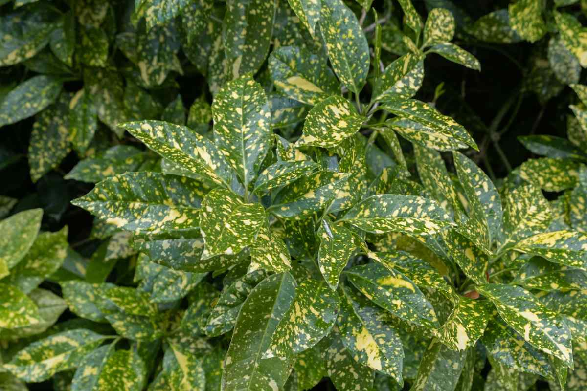 How To Take Care of a Spotted Laurel Guide) Thriving Yard