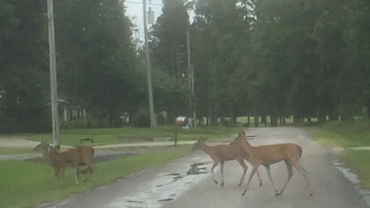 Do Deer Eat Hobblebush Plants?