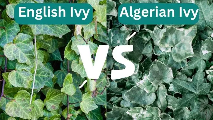 English Ivy vs. Algerian Ivy: 7 Differences