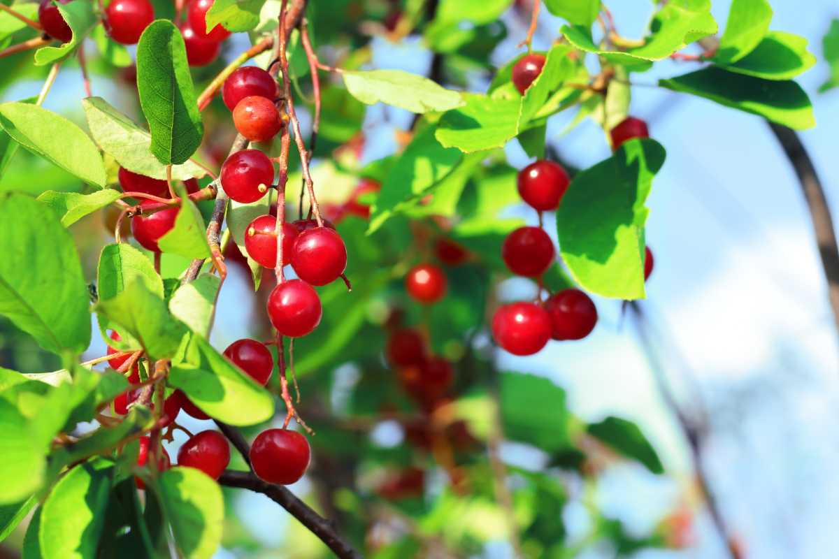 How Fast Do Red Chokeberry Trees Grow? Thriving Yard