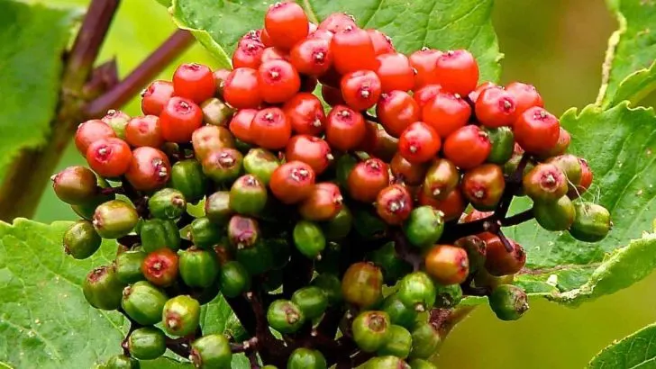 Can You Eat Hobblebush Berries? What You Need To Know