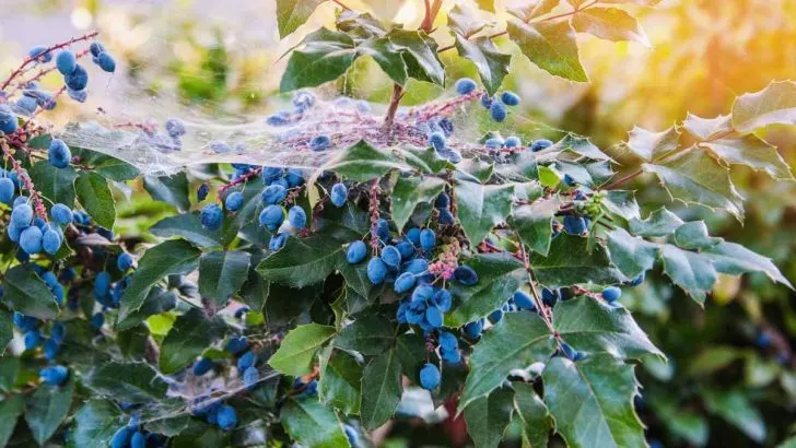 How To Get Rid of Oregon Grape Holly (4 Ways)