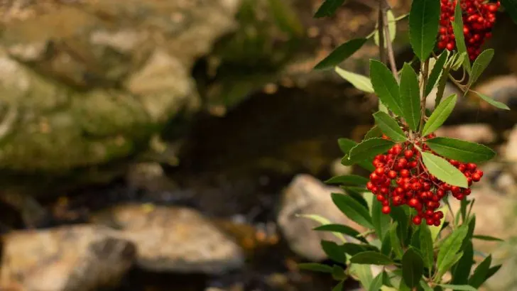 How Native Americans used Toyon plants and berries.