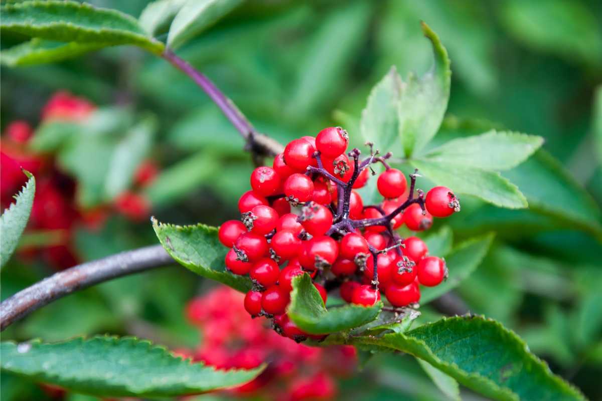 Are Red Chokeberries Edible? Thriving Yard