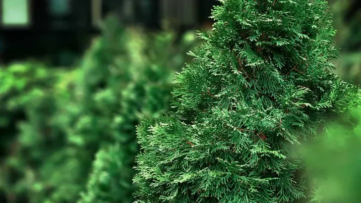 Can a Hinoki Cypress Be Pruned? What You Need To Know