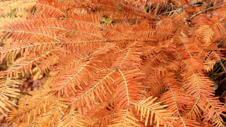 Can a Brown English Yew Come Back?