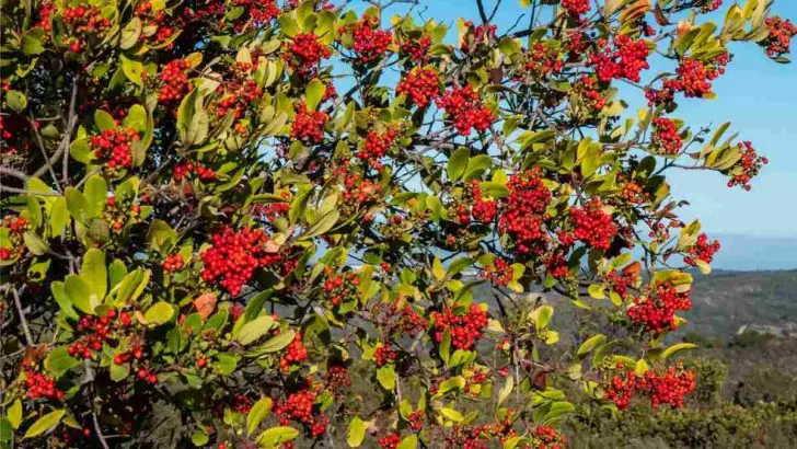 How Fast Does Toyon Grow? What You Need To Know