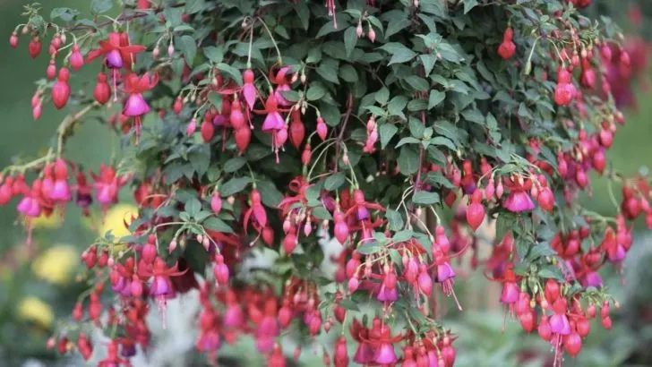 What Happens if You Don’t Prune a Fuchsia?