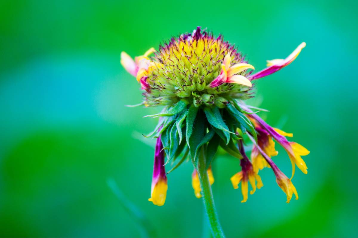 Why Is Your Blanket Flower Wilting? 4 Common Causes Thriving Yard